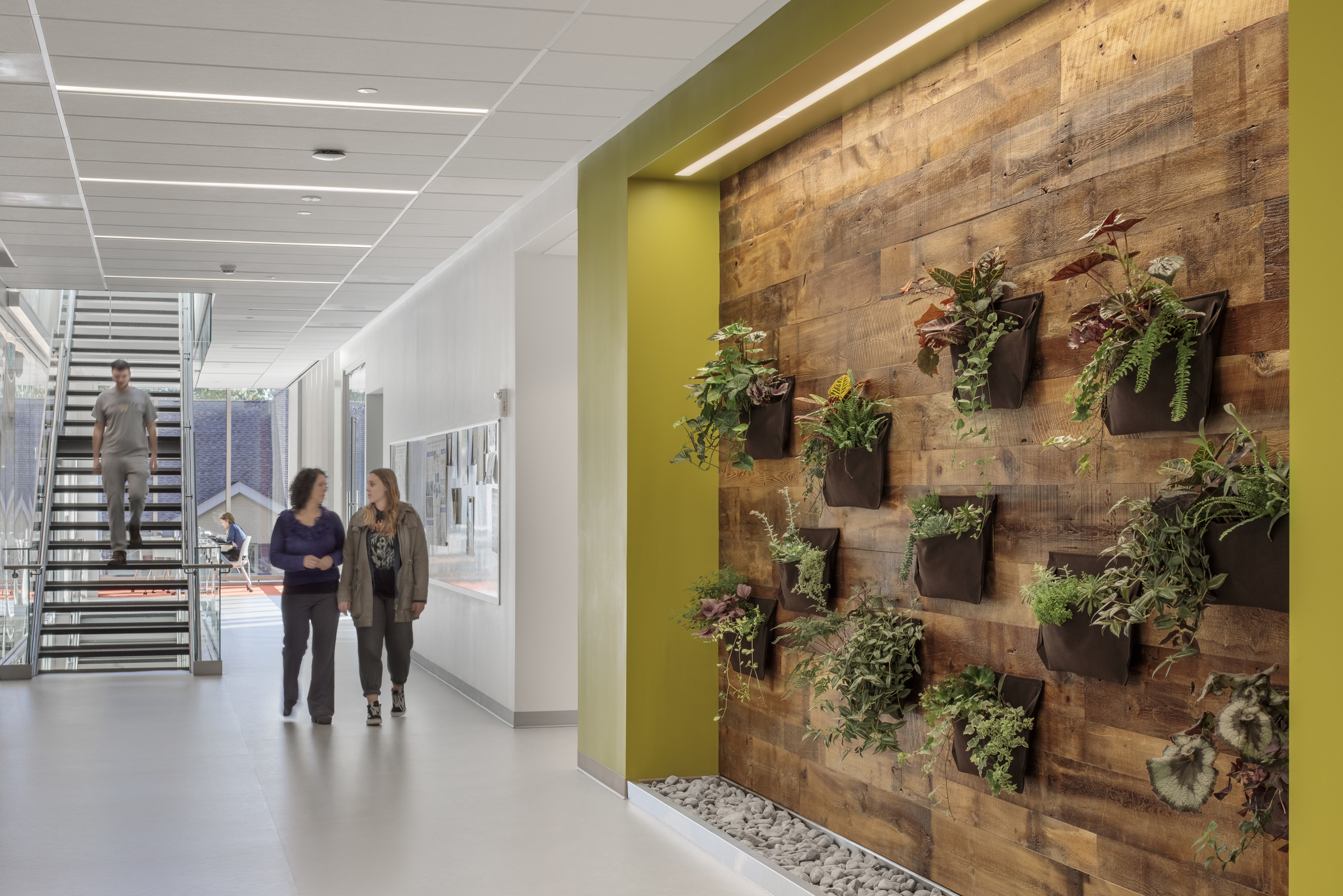 A green wall adorns a hallway in the College of Wooster Hall of Life Science 